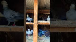 pigeon show kabutar ki video 🕊️🕊️🔥kabutar kabootar kalapati pigeon shorts [upl. by Gula]