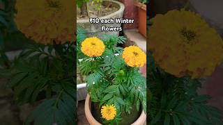 Winter flowering plants ₹10 each update shorts youtubeshorts winterflower [upl. by Jerry]