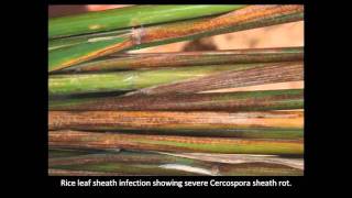 Rice Diseases Cercospora [upl. by Elay440]