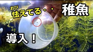 「水換えのいらない水槽」稚魚導入！みんな隠れた！？ [upl. by Milewski]