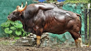 worlds biggest cow wildcow gaur [upl. by Cohn528]