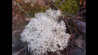 Reindeer Moss  great medicinal [upl. by Leifer]