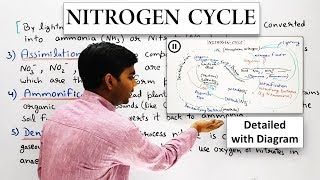 NITROGEN CYCLE  IN HINDI [upl. by Belshin10]