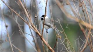 Carolina Chickadee Sound [upl. by Iggem]