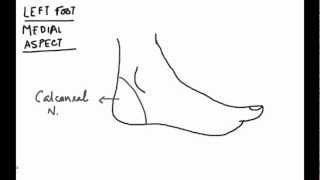 Brainstormer 5 Ankle block Part 1 [upl. by Abbub]