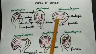 Types of ovule in Tamil class 12 Botany [upl. by Januarius640]