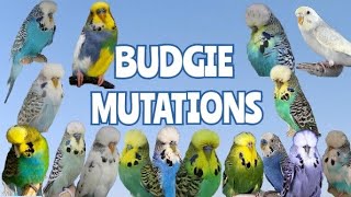 80 RARE and COMMON budgie mutations and variations [upl. by Prisilla]