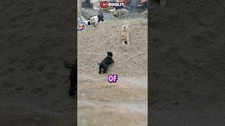 Puppies Turn Sandpile into Playground [upl. by Anibas]