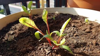 Growing Swiss Chard from Seeds Days 031 [upl. by Nahgen32]