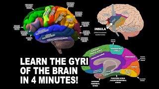 GYRI OF THE BRAIN  LEARN IN 4 MINUTES [upl. by Candy]