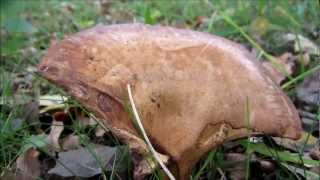 Tawny Funnel Cap Lepista flaccida  20121104 [upl. by Anadal]