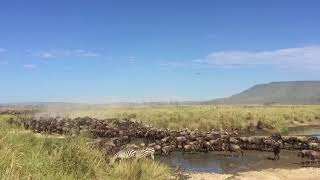 The great wildebeest migration in the Moru Kopjes area South Central of the Serengeti [upl. by Sirod]