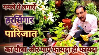 गमले मे पारिजात या हरसिंगार का पौधा ऐसे लगाएं  होगा फायदा ही फायदा। Indian Coral Jasmine caring tip [upl. by Nerual]