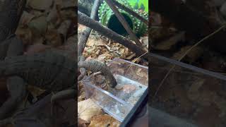 Spiny tail iguanađź¦Ž [upl. by Synned]