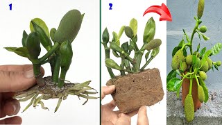 UNIQUE TECHNIQUE with method of stimulating jackfruit tree growth using superdeveloped aloe vera [upl. by Stafford]