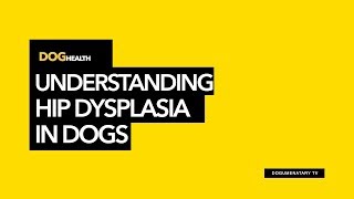 UNDERSTANDING HIP DYSPLASIA IN DOGS [upl. by Leiad]