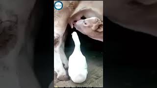 the duck drinking milkالبطة ترضع الحليب🤔 [upl. by Atiuqehc559]