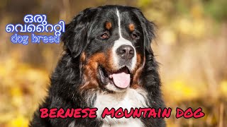 Bernese Mountain Dog  Malayalam Palakkadan pets [upl. by Shirl]