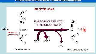 Seminario GLÚCIDOS 1 Parte 3 Gluconeogénesis y vía de las pentosas [upl. by Carbo]