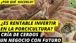 ¿Es Rentable Invertir En La Porcicultura💰🐷Cría De Cerdos Un Negocio Con Futuro [upl. by Matthieu]