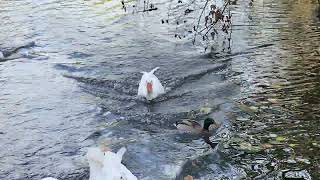 Up Close and Personal with Domestic Goose Birds in Nature Park [upl. by Tonye]