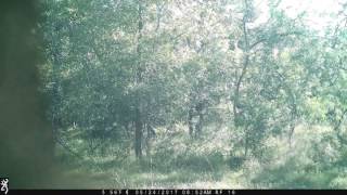 Strange Occurance on trail camera in Gonzales TX Bigfoot  Ottine Swamp Monster [upl. by Janene]