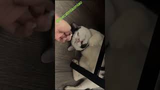 🔴 CATS DEMANDING PETTING WITH SOUND EPIC ENTERTAINMENTCATS MEME AMRS CAT NEW IN 2024 [upl. by Anik347]