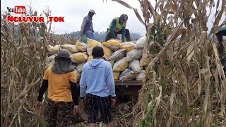 Harga Jagung Hari Ini  18 Mei 2022 KA 17  Dan Harga Jagung Tongkol [upl. by Leamsi468]