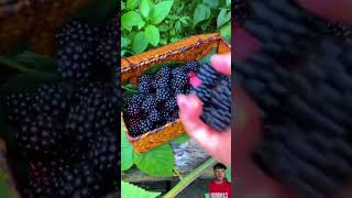 fruit blackberry satisfying blackberrys nature pickingfruit food berrypicking garden fruit [upl. by Bastian]