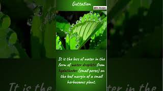 plants guttation biology neet science ytshorts shorts hydathodes [upl. by Anilak789]