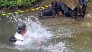 川に落ちたパパを冷たい目で見るデカ犬たちw【木の俣渓谷】 [upl. by Novhaj]