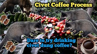 The King of Civet Coffee Process [upl. by Garik791]