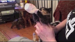 Kitten bottle feeding herself [upl. by Arriaes61]