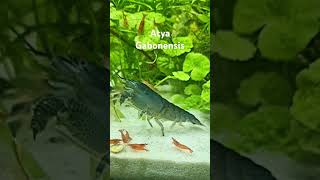 Crevette Atya Gabonensis🩵 plantaddict aquariumcrevettes aquariumhobby [upl. by Ferd]