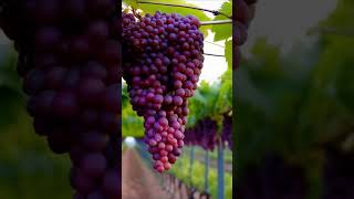 see the amazing red grape varieties farming grape [upl. by Reniti]