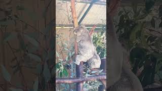 Caversham Wildlife Park Western Australia [upl. by Anica]