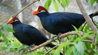 Violet turaco voice Musophaga violacea Exotic bird [upl. by Cantu]