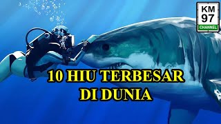 10 Ikan Hiu Terbesar di Dunia Berbahaya dan Mematikan [upl. by Kelton]