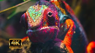 Dolby Vision ANIMALS OF THE AMAZON 60FPS HDR Dolby Vision 4K Video [upl. by Simpson469]