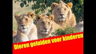 Dieren geluiden voor kinderen  Dutch  Abrillian Channel [upl. by Ygiaf]