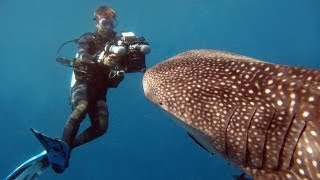 Whale Sharks  Reef Life of the Andaman  Part 3 [upl. by Hite]