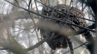 Barred Owls Nuzzle Before Successful Hatch  March 30 2024 [upl. by Che]