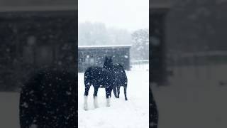 Clydesdales playing in snow horse clydesdale magical [upl. by Dnalro963]