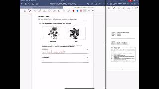 Sunflower VS Fern  Similarity amp Differences [upl. by Magena]