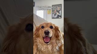 My dog needs a phone 😔 ilovemydog doglovers animallover petparent doglife funnydogvideos dog [upl. by Kellia]