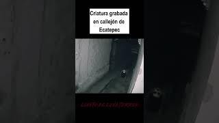 GRABAN CRIATURA EN CALLEJON DE ECATEPEC miedo terror terrorifico creepy misterio brujo [upl. by Hsiri974]