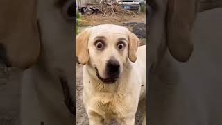 DOG FUNNY TAMIL shortsfeed funnyvideo dog viralshort [upl. by Bunns]