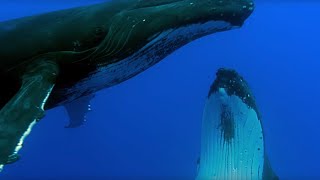 Two Beautiful Humpback Whales Dance  Animal Attraction  BBC Earth [upl. by Lena]