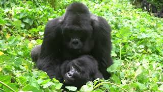 RARE FOOTAGE  Silverback Mountain Gorilla Mating in Bwindi Impenetrable Forest [upl. by Nolyat]