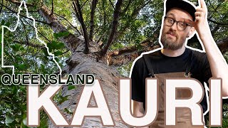 QUEENSLAND KAURI  Agathis robusta  Talking tonewoods Australian acoustic guitar soundboard set [upl. by Annoit]